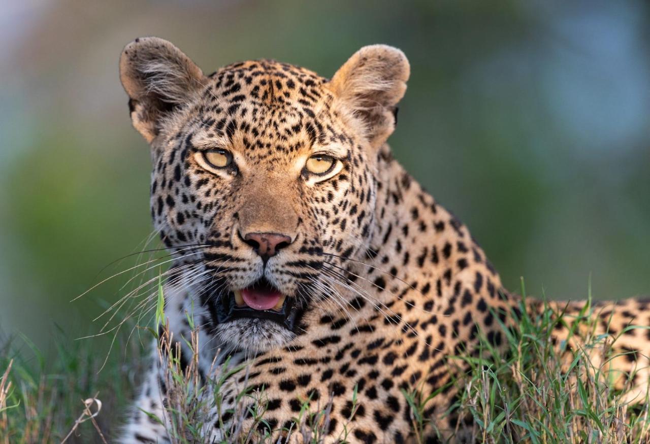 Kruger Shalati - Train On The Bridge & Garden Suites Skukuza Bagian luar foto