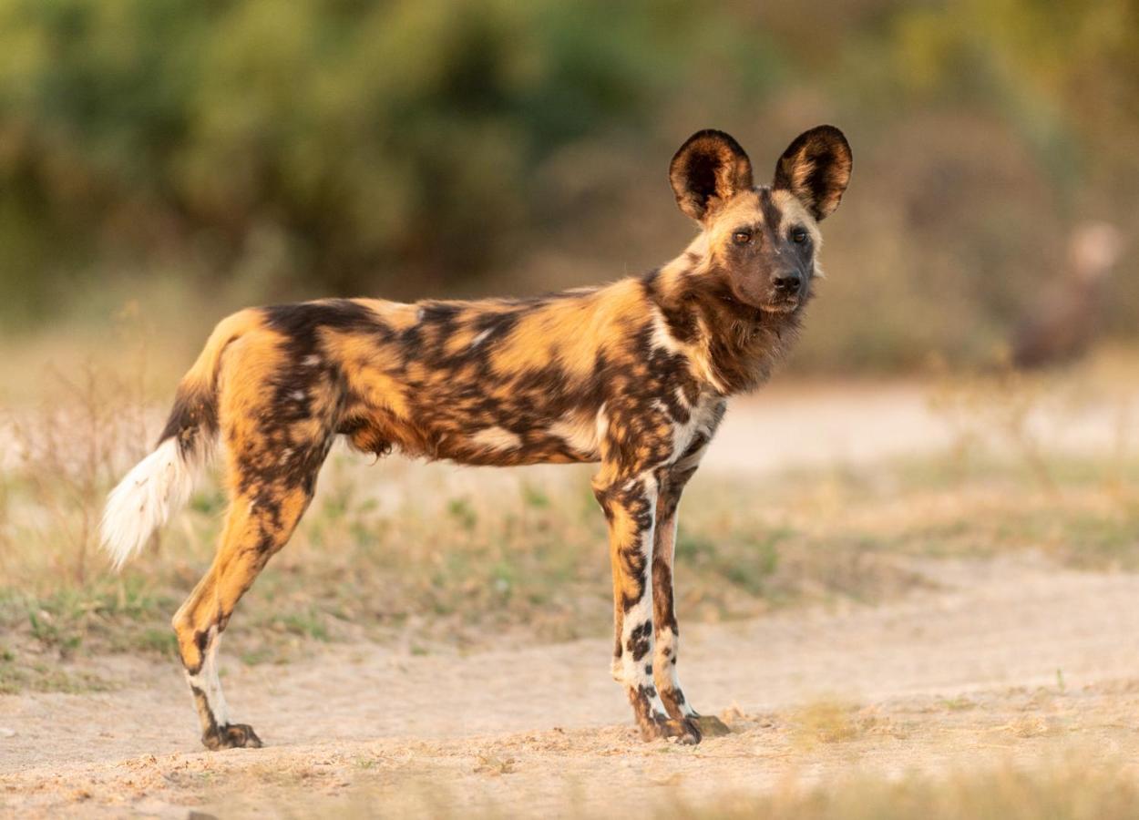 Kruger Shalati - Train On The Bridge & Garden Suites Skukuza Bagian luar foto