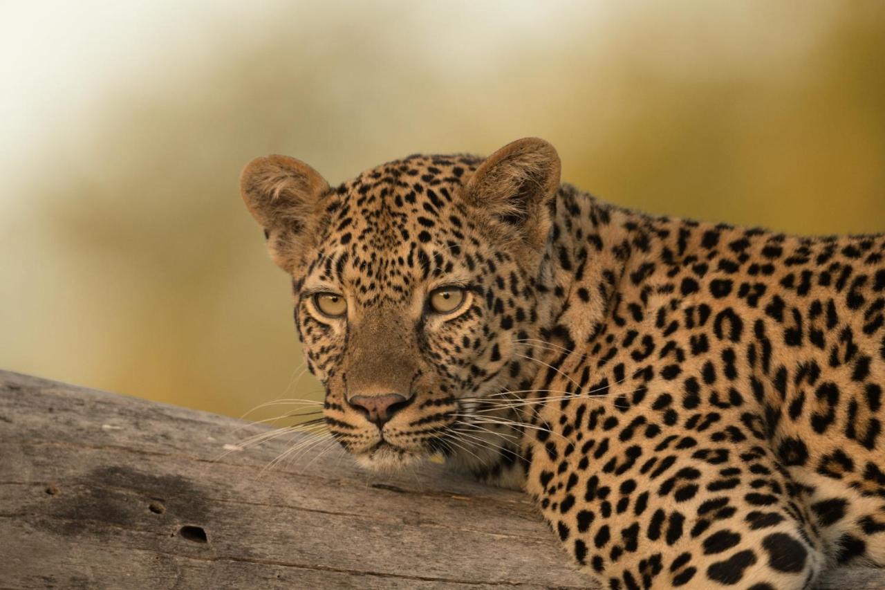 Kruger Shalati - Train On The Bridge & Garden Suites Skukuza Bagian luar foto